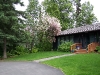 AIEF front yard & Lilac Tree.